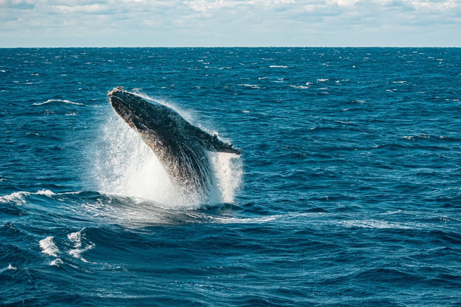 Ballena Jorobadacolombia