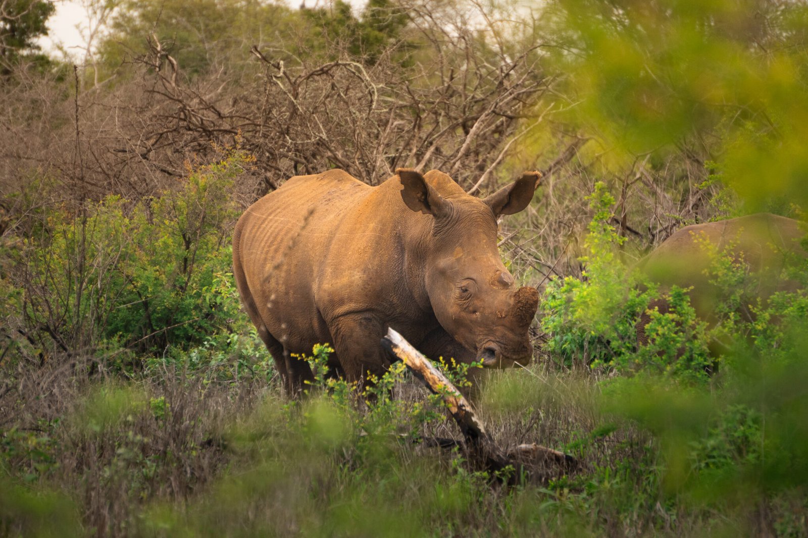 _DSC0651sudafrica