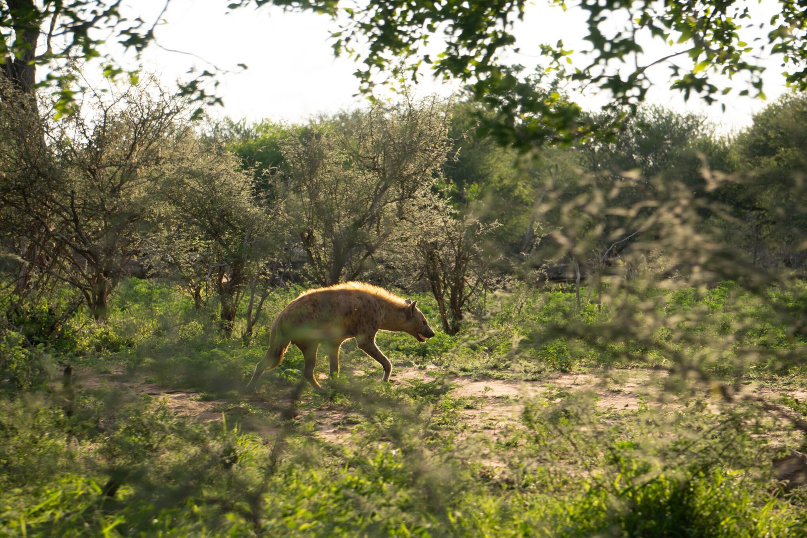 _DSC0793sudafrica