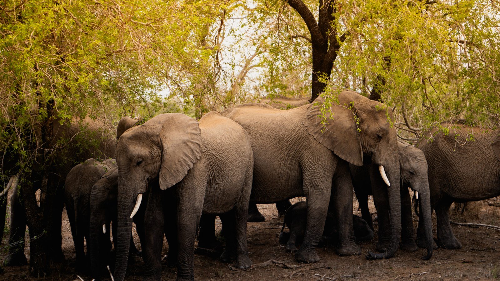 _DSC8641sudafrica